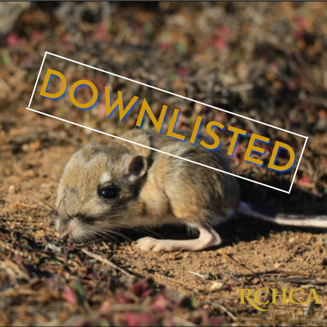 USFWS Downlisted SKR from Endangered to Threatened