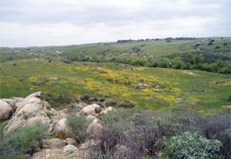 Grassy Field in Sycamore Canyon